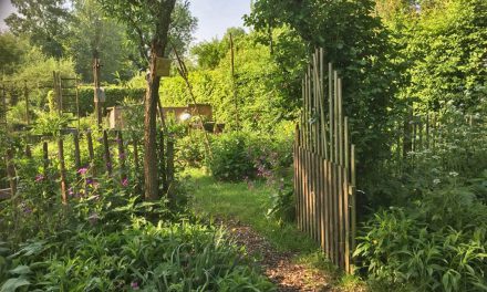 Genieten in eigen zelfvoorzienende tuin