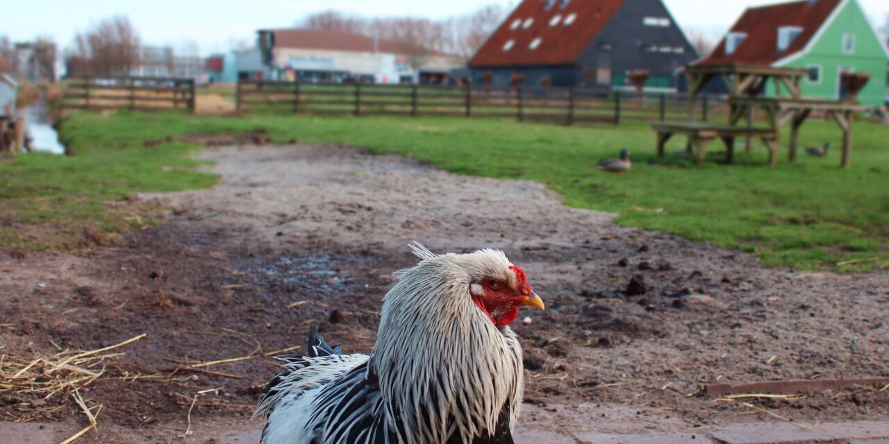 Nieuwe kans wonen op boerenerf?