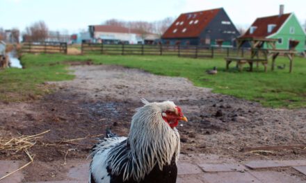 Nieuwe kans wonen op boerenerf?